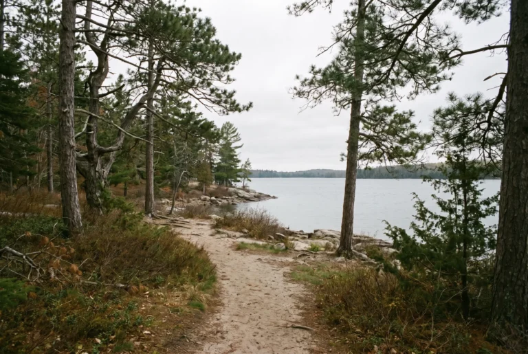 Sandy path through white pines down to a calm lake in northern Michigan